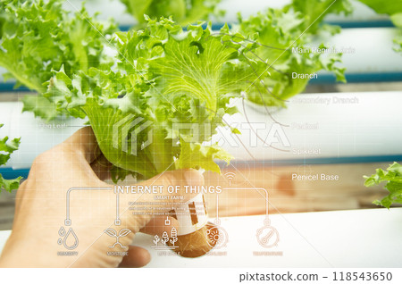 The concept of using AI and smart farming. 118543650