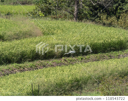 一隻大白鷺在飛鳥村稻淵梯田尋找食物 118543722