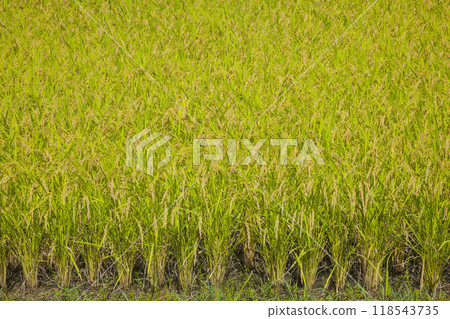 Rice is ready for autumn harvest 118543735
