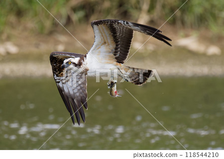 Osprey catching a fish in the river 118544210