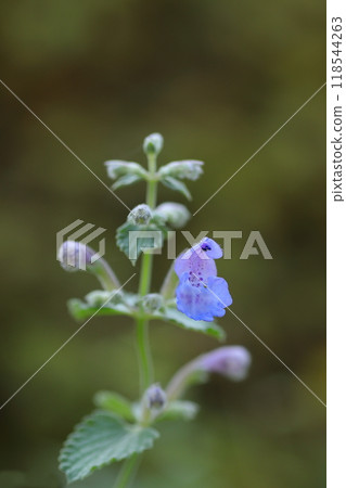 Fantastic catnip flowers 118544263