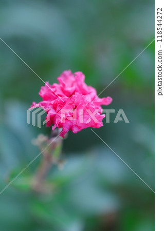 紅紫薇花 118544272