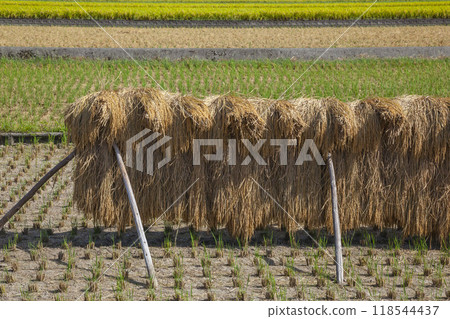 Rural scenery where rice was hung to dry Gunge Town, Tottori Prefecture Rural scenery where rice was hung to dry Gunge Town, Tottori Prefecture 118544437