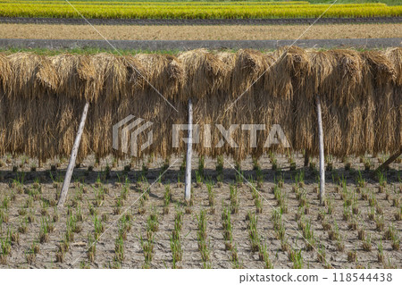 Rural scenery where rice was hung to dry Gunge Town, Tottori Prefecture 118544438