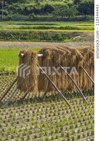 鳥取縣軍下町掛稻曬乾的田園風光 118544443