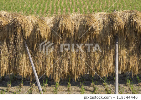 鳥取縣軍下町掛稻曬乾的田園風光 鳥取縣軍下町掛稻曬乾的田園風光 118544446