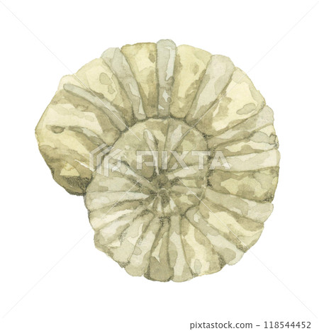 菊石化石手繪水彩插畫素材 菊石化石手繪水彩插畫素材 118544452