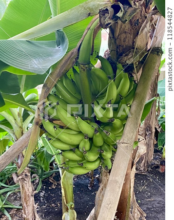 香蕉樹 118544827