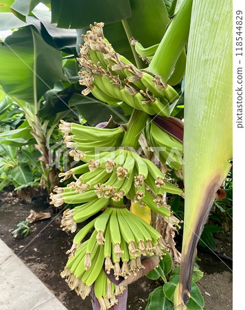 一開始就是香蕉 118544829