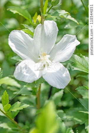 Flowers around the house, various in the four seasons. Beautiful white Rose of Sharon flowers have begun to bloom in the park in early summer. 118544851