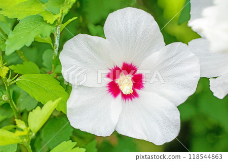 Flowers around the house, various in the four seasons. Beautiful white Rose of Sharon flowers have begun to bloom in the park in early summer. 118544863
