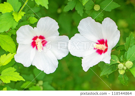 房子周圍鮮花盛開 — 各個季節 — 美麗的白色莎倫玫瑰花已在初夏在公園裡開始綻放 118544864
