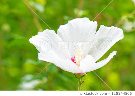 房子周圍鮮花盛開 — 各個季節 — 美麗的白色莎倫玫瑰花已在初夏在公園裡開始綻放 房子周圍鮮花盛開 — 各個季節 — 美麗的白色莎倫玫瑰花已在初夏在公園裡開始綻放 118544866