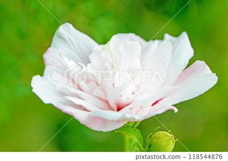 Flowers around the house, various in the four seasons. Beautiful white Rose of Sharon flowers have begun to bloom in the park in early summer. 118544876