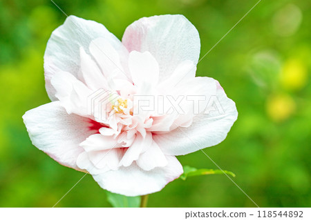Flowers around the house, various in the four seasons. Beautiful white Rose of Sharon flowers have begun to bloom in the park in early summer. 118544892