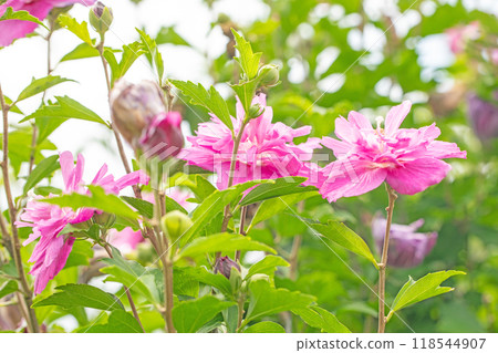 Flowers around the house, various in the four seasons. Beautiful pink Rose of Sharon flowers have begun to bloom in the park in early summer. 118544907