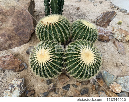 Round cactus Round cactus 118544920
