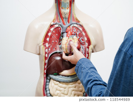 Asian student learning with human body model in anatomy biology in classroom at high school. 118544989