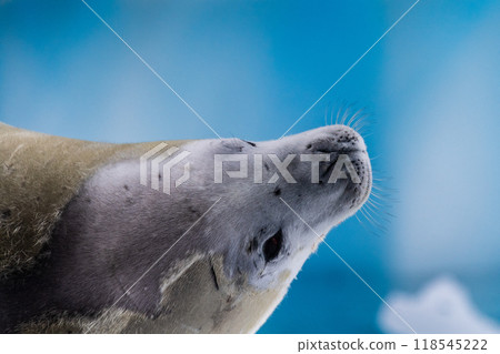 Crabeater Seal resting on a sheet of ice 118545222