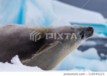 Crabeater Seal resting on a sheet of ice 118545223