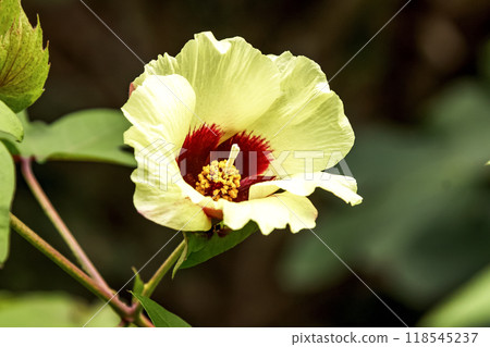 美麗的黃色棉花花[錦葵科/棉花屬] 118545237