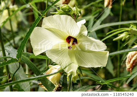 美麗的黃色棉花花[錦葵科/棉花屬] 118545240