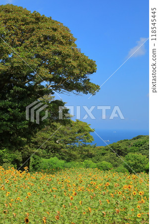 藍天與碧海交相輝映的能古島公園的向日葵園 藍天與碧海交相輝映的能古島公園的向日葵園 118545445