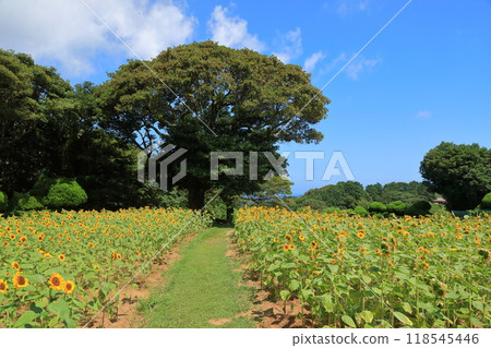 能古島公園的仲夏向日葵園風光 能古島公園的仲夏向日葵園風光 118545446