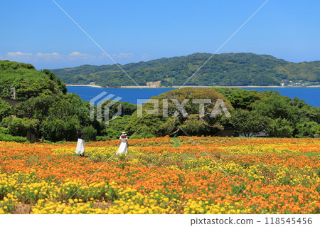 Tourists strolling through the flower fields at Nokonoshima Island Park Tourists strolling through the flower fields at Nokonoshima Island Park 118545456