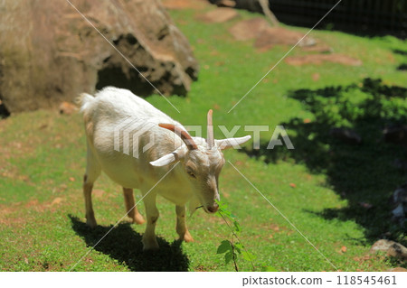 A goat walking on the grass with a blade of grass in its mouth 118545461