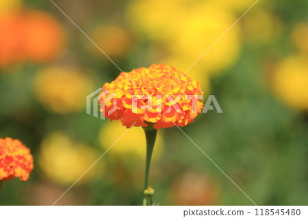 可愛的橙色萬壽菊花 可愛的橙色萬壽菊花 118545480
