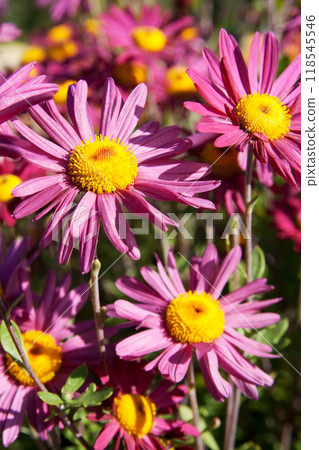Pink flower and green leaves close-up. Nature in summer. Bokeh in background. Copy space for text.  118545546