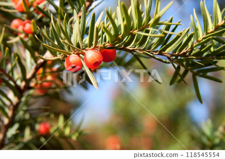 Coniferous branch with red juniper berries on sky background. Christmas background for design. Coniferous branch with red juniper berries on sky background. Christmas background for design. 118545554