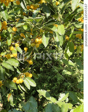 Harvest in the garden. Small yellow apples for dessert, preparations for the winter. Organic product. Harvest in the garden. Small yellow apples for dessert, preparations for the winter. Organic product. 118545587