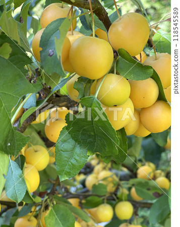 Harvest in the garden. Small yellow apples for dessert, preparations for the winter. Organic product. Harvest in the garden. Small yellow apples for dessert, preparations for the winter. Organic product. 118545589
