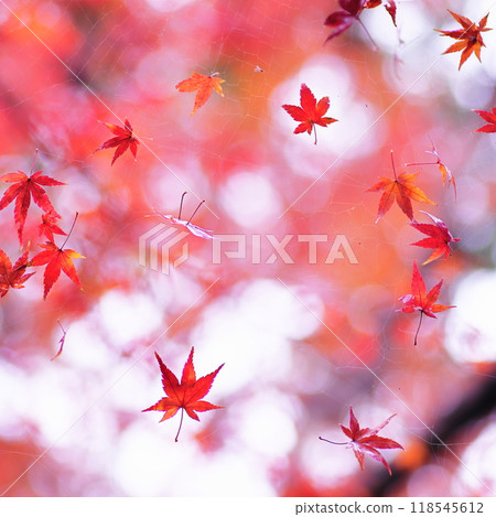 Falling maple leaves Falling maple leaves 118545612