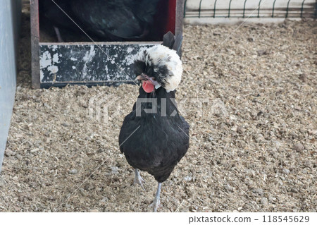 Rooster, hen on private farm in chicken coop close-up. Comb and beak. Poultry farming and agriculture. Pure bred. Rooster, hen on private farm in chicken coop close-up. Comb and beak. Poultry farming and agriculture. Pure bred. 118545629