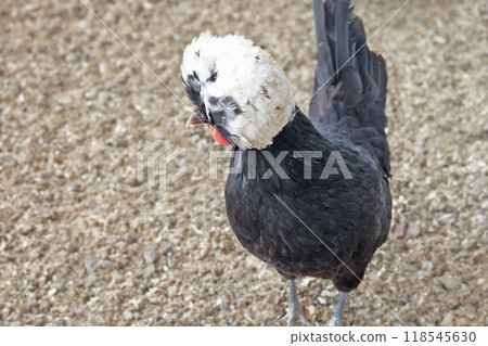 Rooster, hen on private farm in chicken coop close-up. Comb and beak. Poultry farming and agriculture. Pure bred. Rooster, hen on private farm in chicken coop close-up. Comb and beak. Poultry farming and agriculture. Pure bred. 118545630