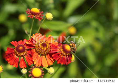 Red flower and green leaves close-up. Nature in summer. Bokeh in background. Copy space for text. Red flower and green leaves close-up. Nature in summer. Bokeh in background. Copy space for text. 118545638