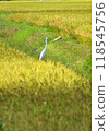 稻田裡的蒼鷺 118545756