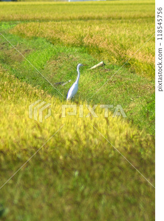 稻田裡的蒼鷺 稻田裡的蒼鷺 118545756