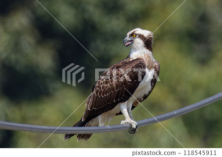 Osprey turning around on a power line Osprey turning around on a power line 118545911