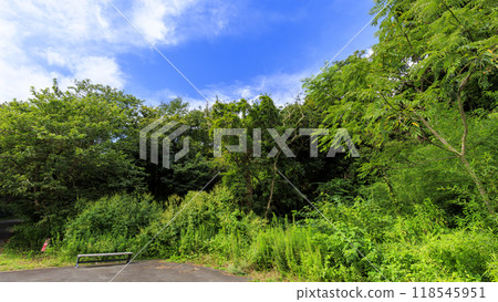 Summer and autumn in Koajiro Forest, Miura City, Kanagawa Prefecture, Miura Peninsula 118545951