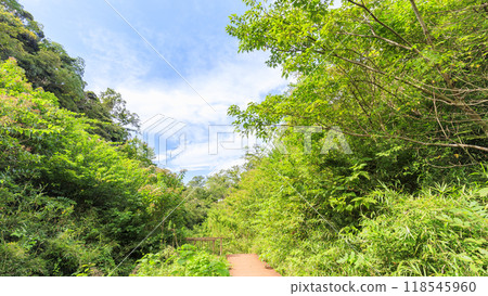 夏季和秋季的三浦半島神奈川縣三浦市小次郎森林 夏季和秋季的三浦半島神奈川縣三浦市小次郎森林 118545960