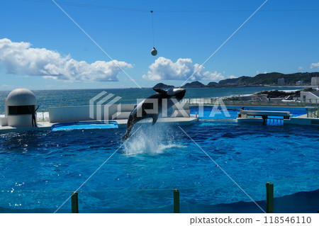 逆戟鯨 逆戟鯨 118546110