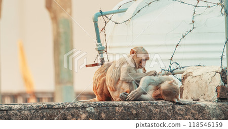 Jaipur, Rajasthan, India. Three Monkeys Sitting Near Water Tank. Water Tank Is Surrounded By Barbed Wire To Keep Out Monkeys. Monkeys Combing Each Other For Fleas. Every Day Life Of India. Bonnet 118546159