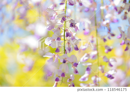 紫藤花特寫鏡頭 紫藤花特寫鏡頭 118546175