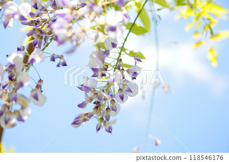 紫藤花特寫鏡頭 118546176