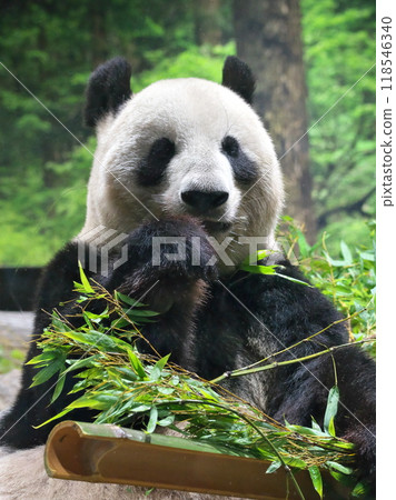 Autumn at Ueno Zoo Panda Shin Shin is eating well-behaved 118546340