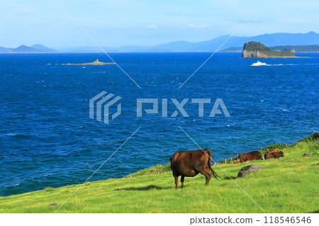 [Saga Prefecture] Cows at Suginohara Pasture on a sunny day 118546546